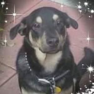 Meet your Posher, Lee